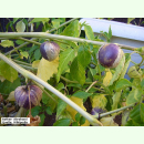 Physalis philadelphica Purple de Milpa - Tomatillo (Bio-Saatgut)