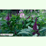 Amaranthus tricolor - Roter Amarant (Saatgut)