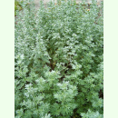 Artemisia absinthum - Wermut (Bio-Saatgut)