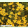 Bidens ferulifolia - Goldmarie (Bio-Saatgut)