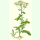 Achillea millefolium Wildform - Schafgarbe (Saatgut)
