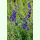 Scutellaria baicalensis - Chinesisches Helmkraut (Saatgut)