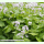 Lunaria rediviva - Ausdauerndes Silberblatt (Saatgut)