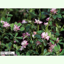 Trifolium resupinatum - Persischer Klee (Bio-Saatgut)