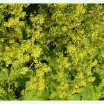 Alchemilla vulgaris - Gelbgrüner Frauenmantel (Bio-Saatgut)