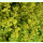 Alchemilla vulgaris - Gelbgrüner Frauenmantel (Bio-Saatgut)