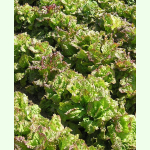 Salat Amerikanischer brauner - Pflücksalat (Bio-Saatgut)