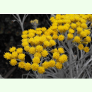 Helichrysum thianshanicum - Turkestan-Strohblume (Saatgut)