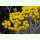 Helichrysum thianshanicum - Turkestan-Strohblume (Saatgut)