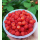 Rubus phoenicolasius - Japanische Weinbeere (Bio-Saatgut)