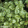 Claytonia perfoliata - Postelein (Saatgut)
