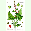 Chenopodium capitatum - Ähriger Erdbeerspinat...