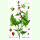 Chenopodium capitatum - Ähriger Erdbeerspinat (Bio-Saatgut)