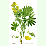 Lupinus luteus - Gelbe Lupine (Saatgut)