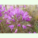 Allium acuminatum - Blumenlauch (Saatgut)