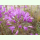 Allium acuminatum - Blumenlauch (Saatgut)