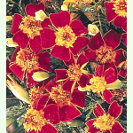 Tagetes tenuifolia Ornament - Gewürz-Tagetes (Saatgut)