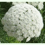 Ammi majus Blütenball - Bischofsblume (Saatgut)