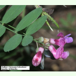 Lathyrus niger - Schwärzende Platterbse (Saatgut)