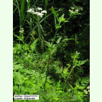 Torilis japonica - Gewöhnlicher Klettenkerbel (Saatgut)
