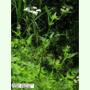 Torilis japonica - Gewöhnlicher Klettenkerbel (Saatgut)