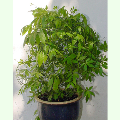 Pflanze der unsterblichkeit 50 Samen 7-leave 7-Blättriger Jiaogulan Gynostemma pentaphyllum