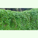 Gynostemma pentaphyllum - Jiaogulan (Saatgut)