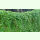 Gynostemma pentaphyllum - Jiaogulan (Saatgut)