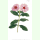 Catharanthus roseus - Masdagaskar-Immergrün (Saatgut)