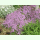 Thymus serpyllum - Sand-Thymian (Saatgut)