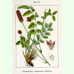 Sanguisorba officinalis - Großer Wiesenknopf (Bio-Saatgut)
