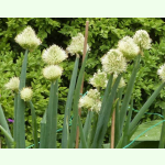 Allium altaicum - Altai-Lauch (Saatgut)