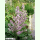 Salvia sclarea - Muskateller-Salbei (Bio-Saatgut)