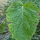 Salvia sclarea - Muskateller-Salbei (Bio-Saatgut)