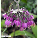 Allium cernuum - Nickender Lauch (Saatgut)