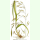 Bromus ramosus - Wald-Trespe (Saatgut)
