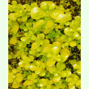 Portulaca oleracea var. sativa Aurea - Goldgelber...