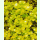 Portulaca oleracea var. sativa Aurea - Goldgelber Portulak (Saatgut)