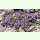 Thymus praecox - Frühblühender Thymian (Saatgut)