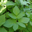 Aegopodium podagraria - Girsch (Bio-Saatgut)