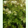 Chaerophyllum aromaticum - Gewürz-Kälberkropf (Bio-Saatgut)