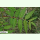 Toona sinensis - Chinesischer Gemüsebaum (Saatgut)