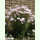 Crepis rubra - Roter Pippau (Saatgut)