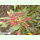Amaranthus tricolor - Surinamischer Fuchsschwanz Bio-Saatgut)