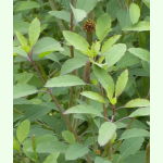 Porophyllum ruderale - Bolivianischer Koriander (Saatgut)
