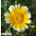 Chrysanthemum japonicum - Japanische Chrysantheme (Bio-Saatgut)
