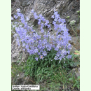 Campanula sarmatica - Sarmatische Glockenblume (Saatgut)