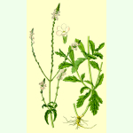 Verbena officinalis - Echtes Eisenkraut (Bio-Saatgut)