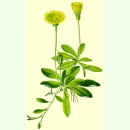 Hieracium pilosella - Kleines Habichtskraut (Saatgut)