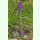 Campanula spicata - Ährige Glockenblume (Saatgut)